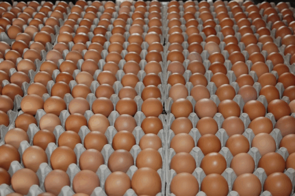 Good Egg Co - Quality Egg Tray